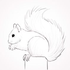 236x236 How To Draw A Squirrel Learn To Draw Drawings, Squirrel - Squirrel Images Drawing