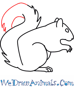 300x350 How To Draw A Squirrel - Squirrel Images Drawing