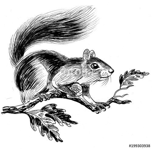 500x491 Ink Black And White Drawing Of A Squirrel On A Tree Stock Photo - Squirrel In Tree Drawing