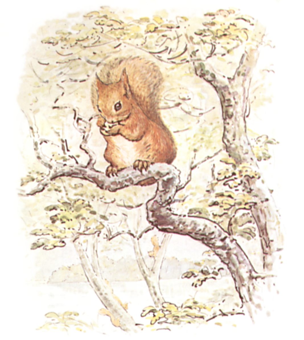 1068x1194  - Squirrel In Tree Drawing