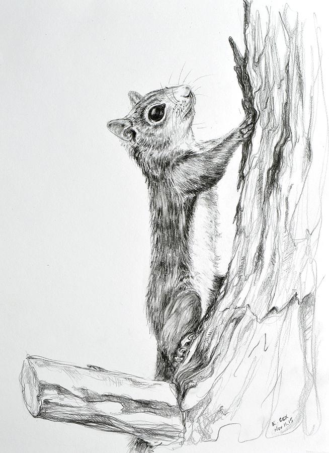 Squirrel In Tree Drawing at PaintingValley.com | Explore collection of ...