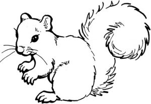 300x207 Squirrel Coloring - Squirrel In Tree Drawing