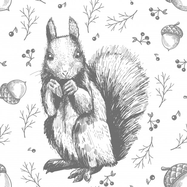 626x626 Sketch Line Art Drawing Of Squirrel Pattern Vector Premium Download - Squirrel Line Drawing