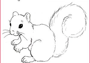 300x210 squirrel drawing line drawing squirrel - Squirrel Line Drawing