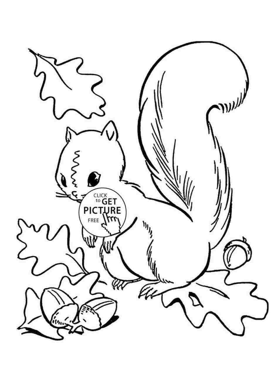924x1298 rhcom free squirrel drawing easy line art images squirrel - Squirrel Line Drawing