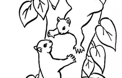 420x270 The Squirrel Coloring Pages For Kids And Printable Coloring - Squirrel Line Drawing