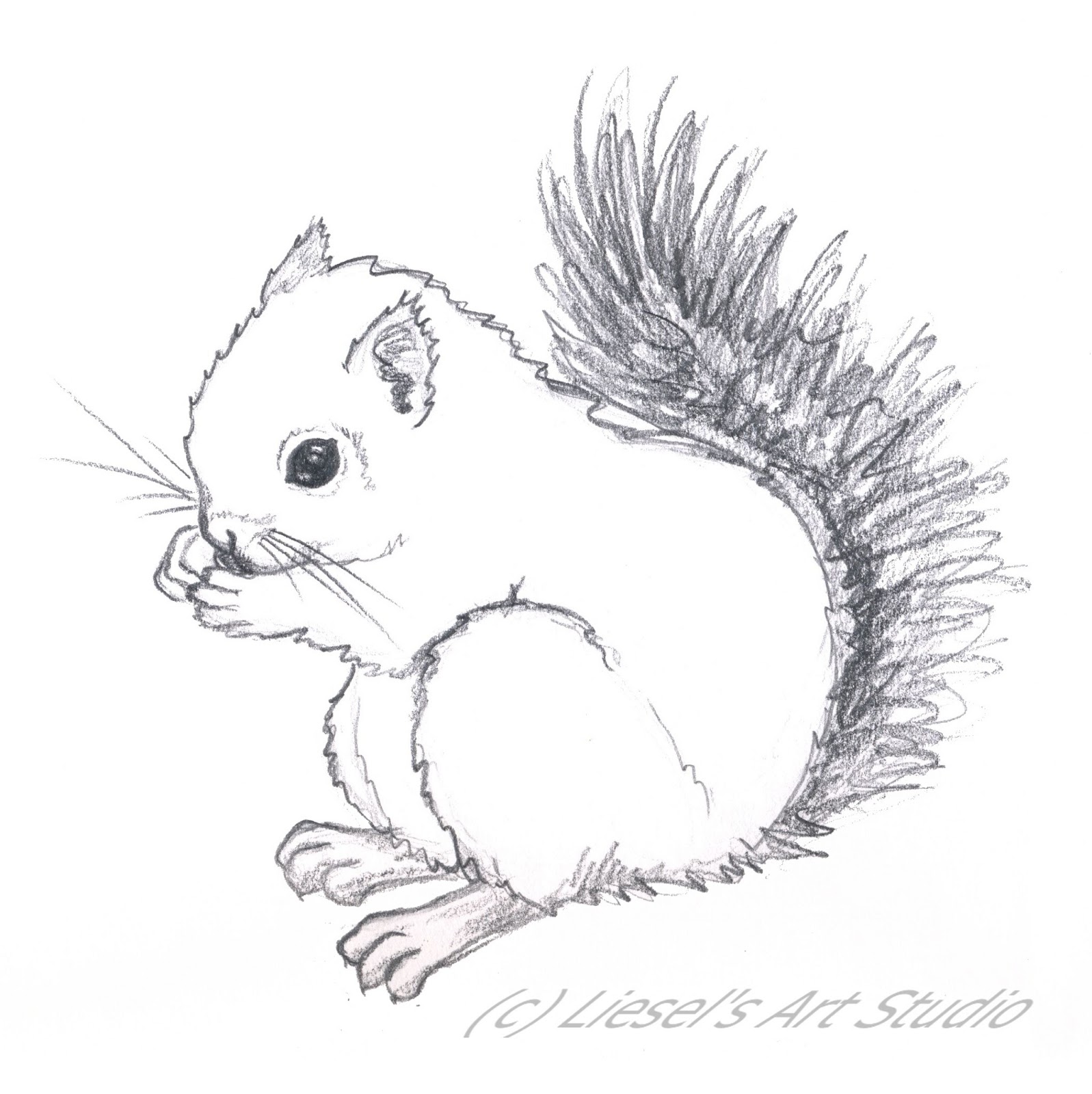 Squirrel Line Drawing at Explore collection of