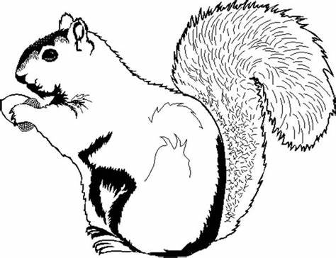 Squirrel Outline Drawing at PaintingValley.com | Explore collection of ...