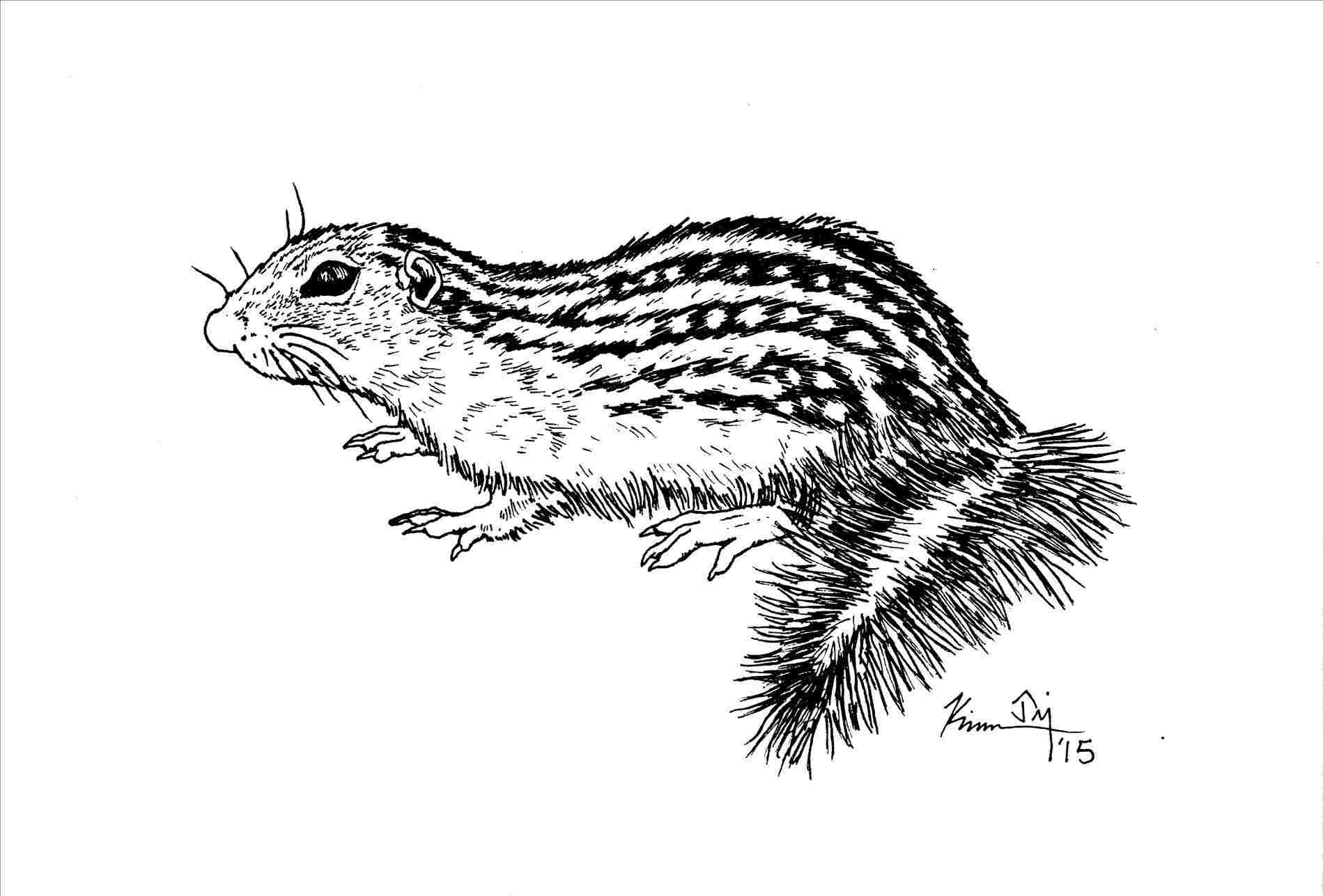 1899x1287 drawing squirrel squirrel face drawing acorn cartoon style outline - Squirrel Outline Drawing