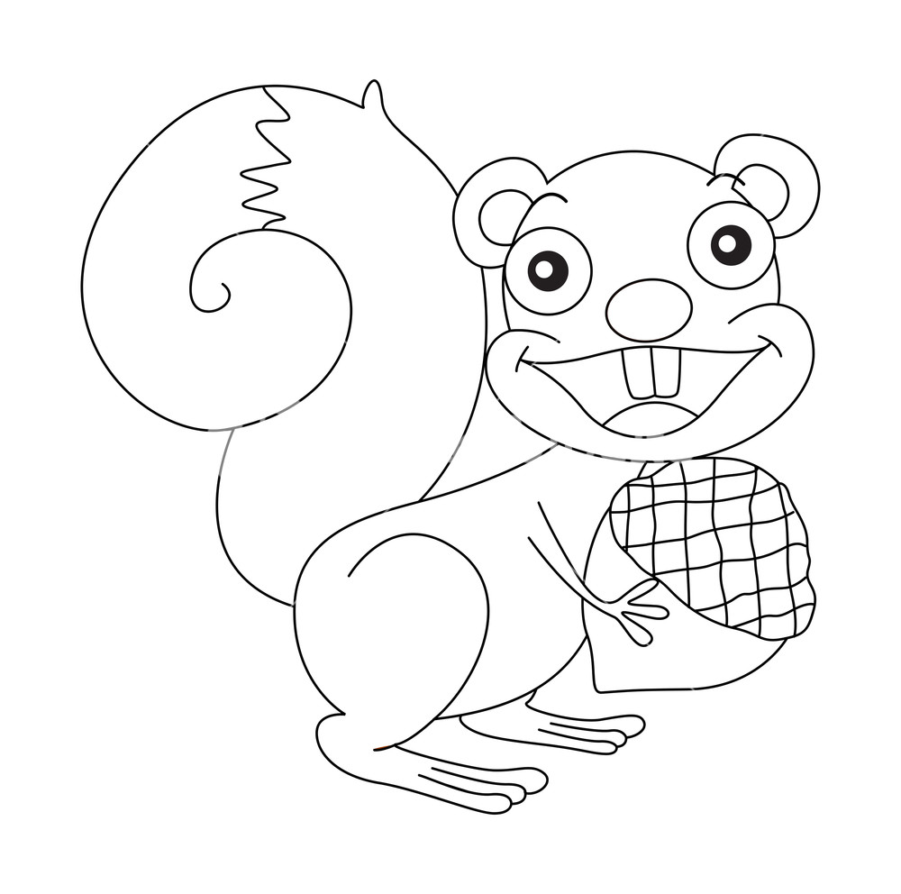 1000x992 animal outline for squirrel and nut royalty free stock image - Squirrel Outline Drawing