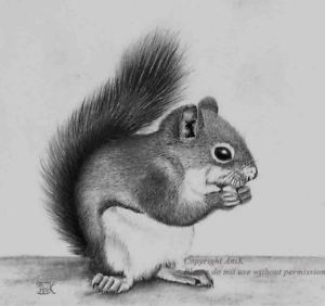 300x282 Lunch Time - Squirrel Pencil Drawing