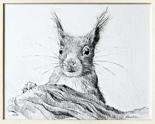 600x482 Russell Lee - Squirrel Pencil Drawing