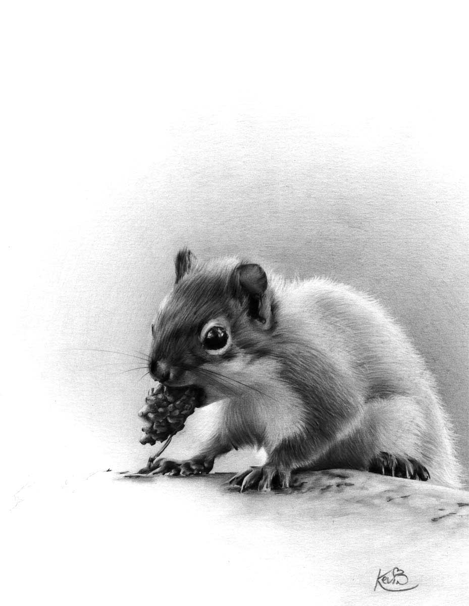 929x1200 Squirrel Pencil Drawing - Squirrel Pencil Drawing