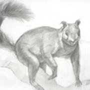 180x180 sketched squirrel animal pencil drawing drawing - Squirrel Pencil Drawing