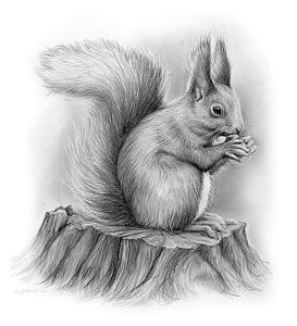 273x300 Squirrel Drawings Fine Art America - Squirrel Pencil Drawing