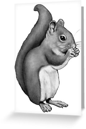 277x415 squirrel eating pencil drawing of cute squirrel greeting cards - Squirrel Pencil Drawing