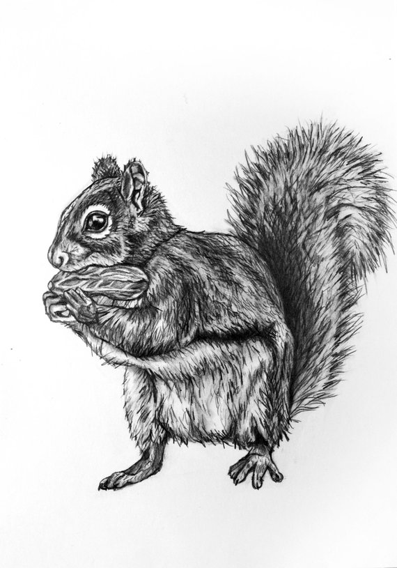 570x815 Squirrel Pencil Drawing Etsy - Squirrel Pencil Drawing