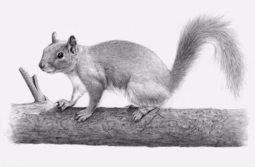 500x329 Squirrel Pencil Drawing - Squirrel Pencil Drawing