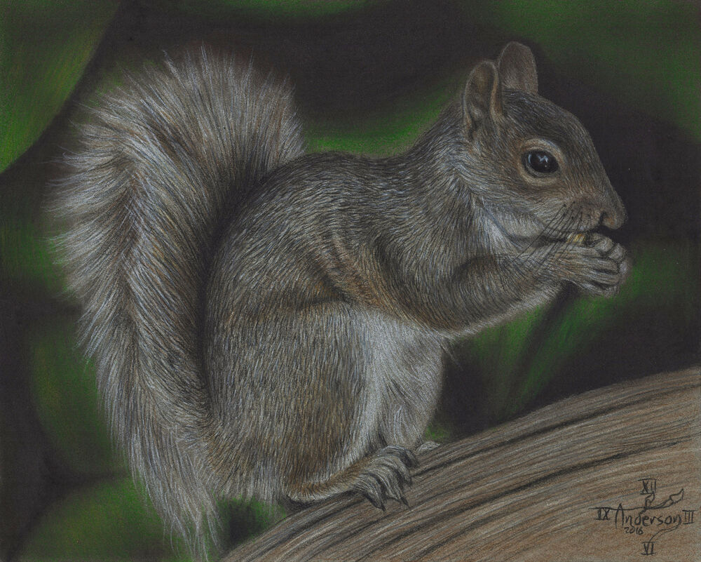 1000x801 Squirrel Original Colored Pencil Drawing - Squirrel Pencil Drawing