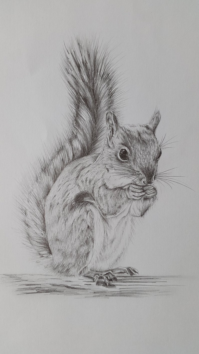 794x1411 squirrel pencil drawing original giclee print squirrel etsy - Squirrel Pencil Drawing