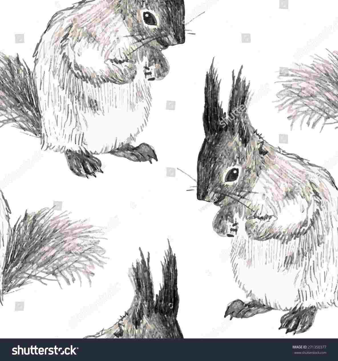 1185x1264 collections drawings art rhcom cool pencil - Squirrel Pencil Drawing