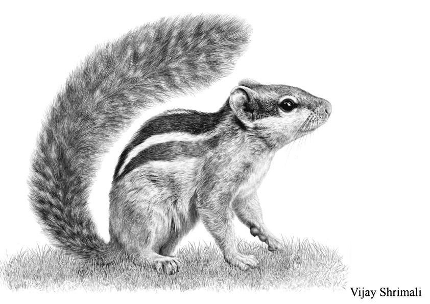 842x595 size pencil squirrel pyrography - Squirrel Pencil Drawing