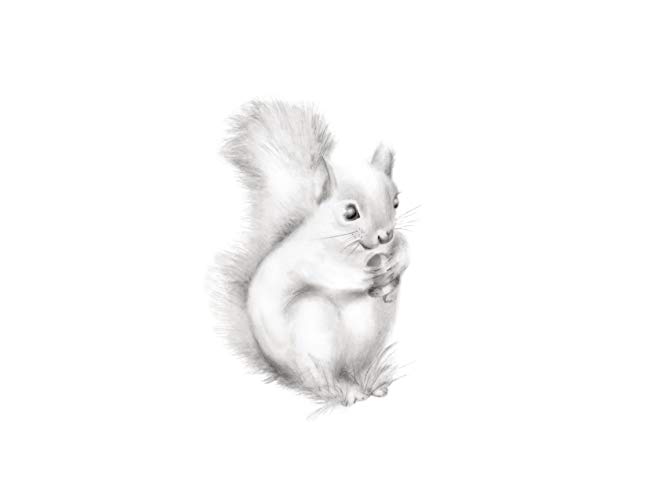 647x500 Squirrel Pencil Drawing Print, Woodland Nursery Art - Squirrel Pencil Drawing