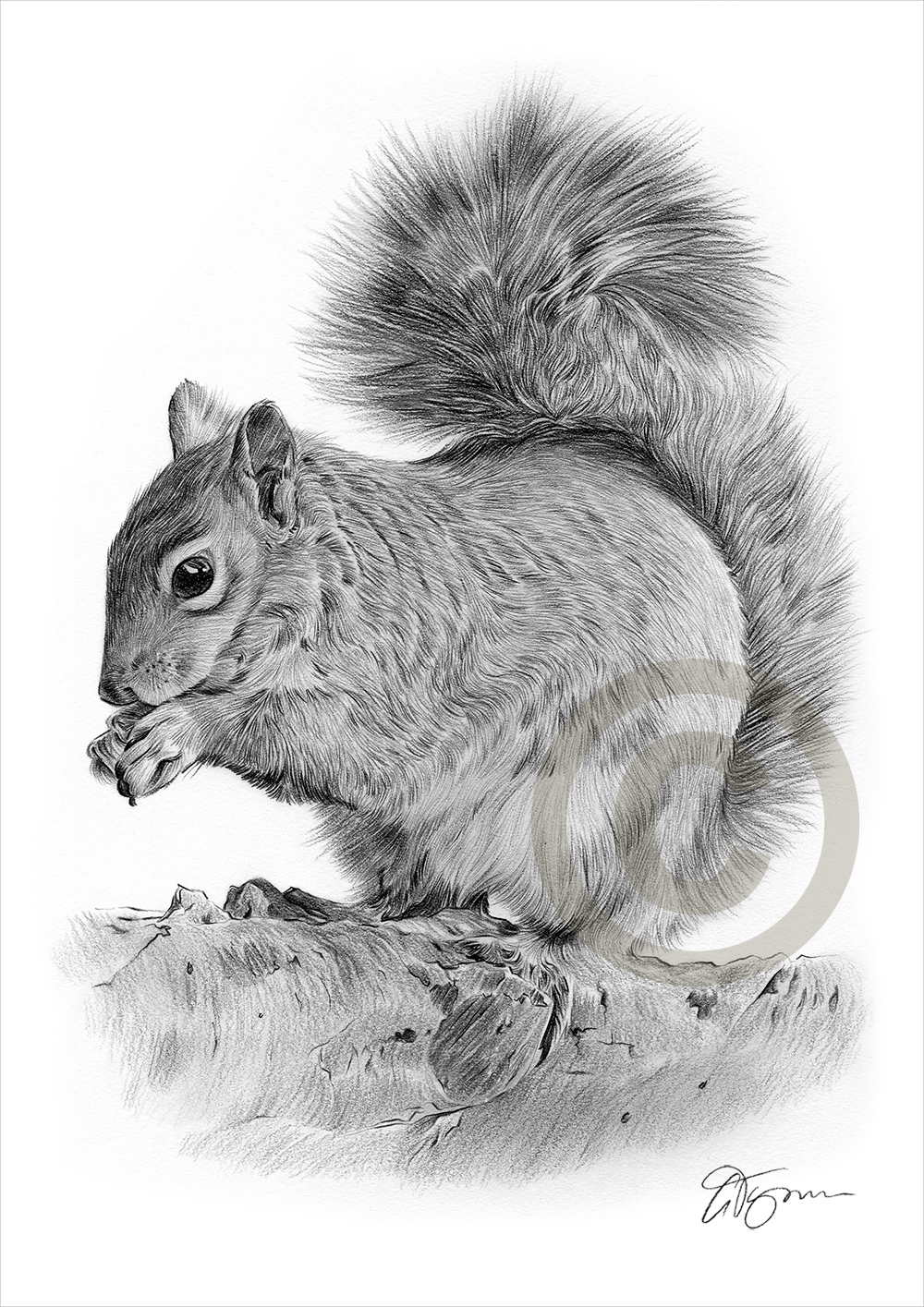 1000x1415 Grey Squirrel Pencil Drawing Print Sizes Signed - Squirrel Pencil Drawing