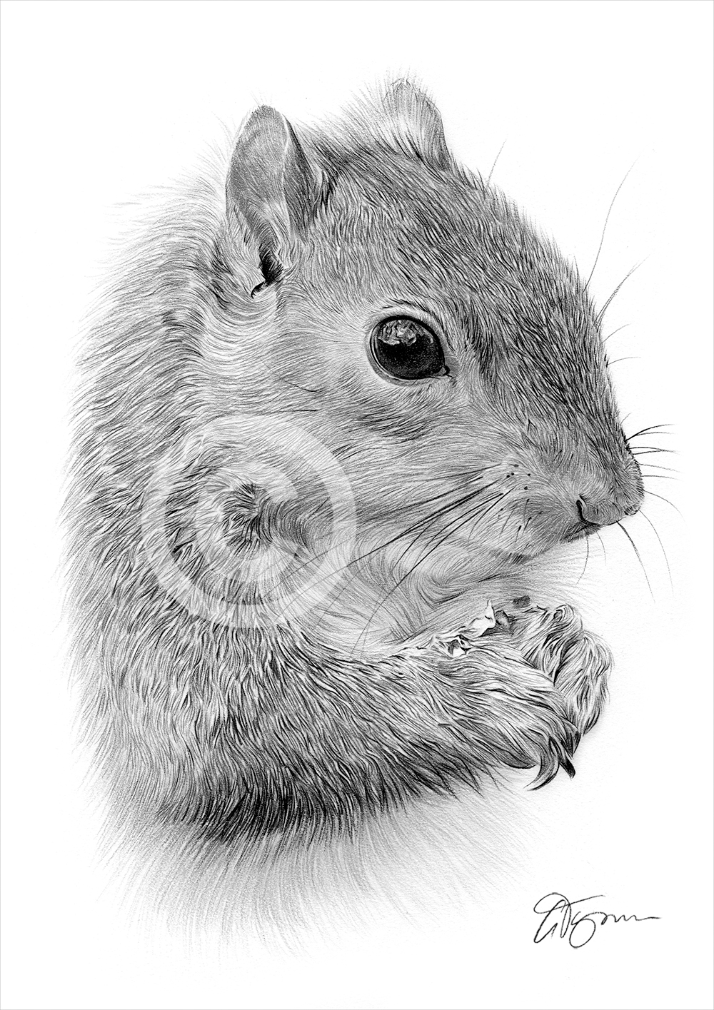1000x1415 Grey Squirrel Pencil Drawing Print Only Signed - Squirrel Pencil Drawing