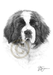 212x300 Saint Bernard - St Bernard Drawing