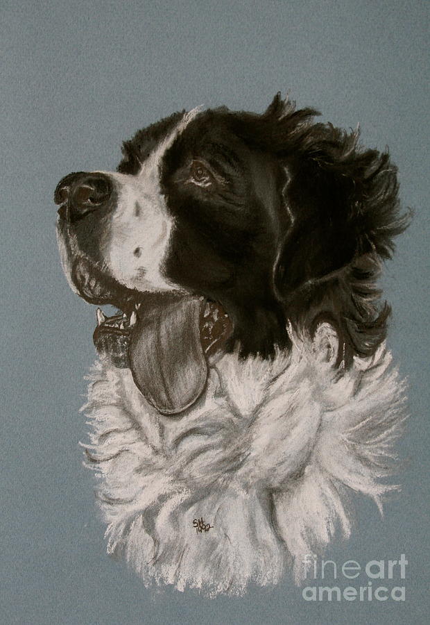 620x900 Saint Bernard Drawing - St Bernard Drawing