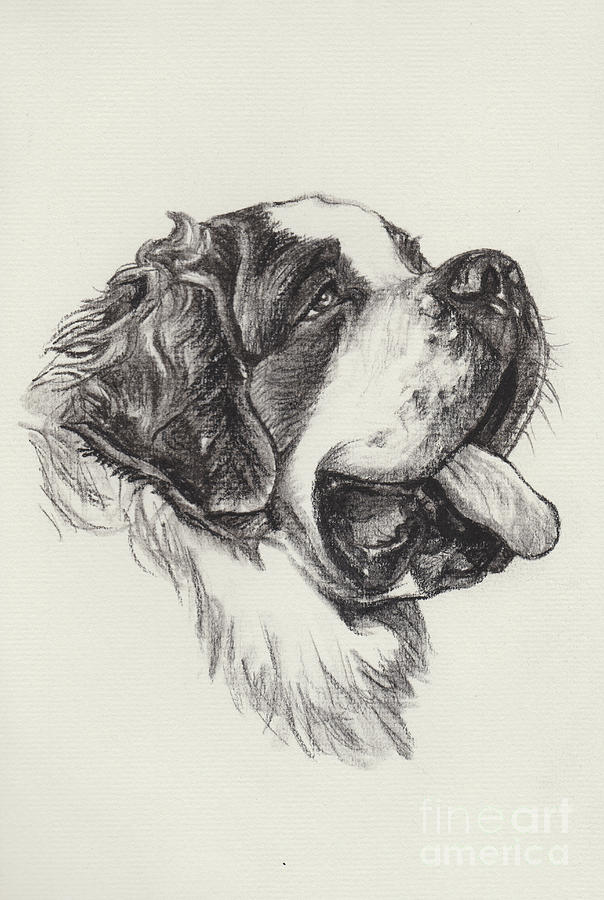 604x900 Saint Bernard Portrait Drawing - St Bernard Drawing