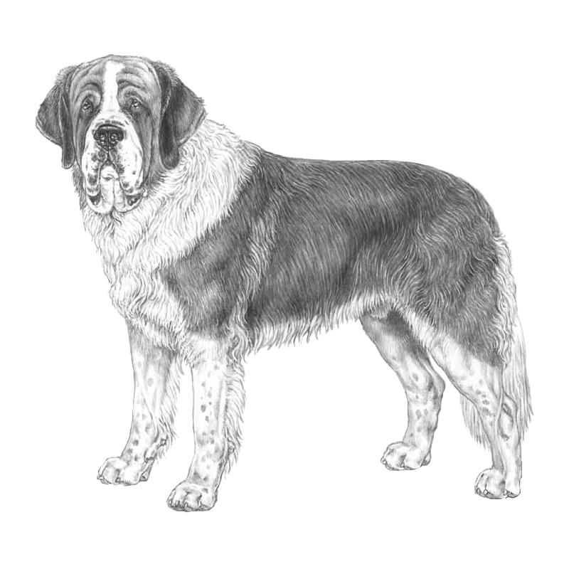 800x800 Saint Bernard Dog Transparent Stock - St Bernard Drawing