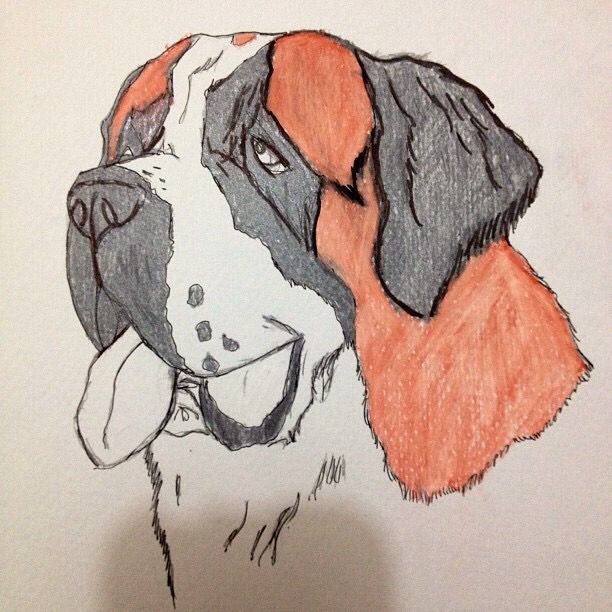 612x612 Saint Bernard Sketch Drawing,sketching In St Bernard Dogs - St Bernard Drawing