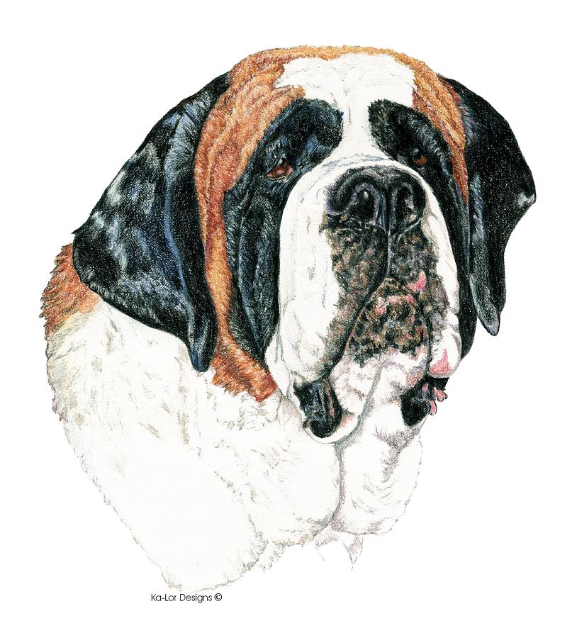 St Bernard Drawing at Explore collection of St