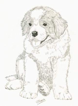 320x437 Coloring Pages St Bernard - St Bernard Drawing