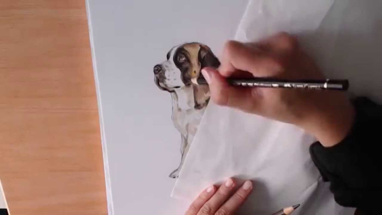 1280x720 How I Draw St Bernard - St Bernard Drawing