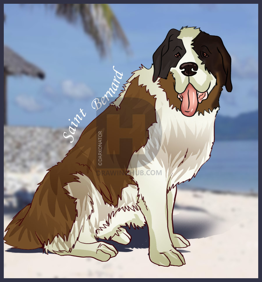 900x970 How To Draw A Saint Bernard, Step - St Bernard Drawing
