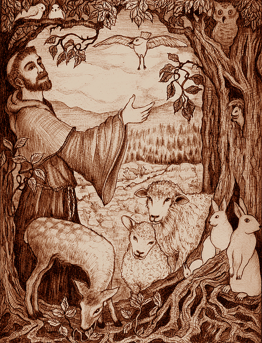 534x700 St Francis Drawing - St Francis Drawing