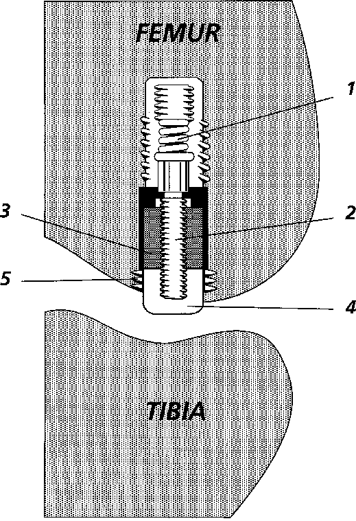 519x758 Schematic Drawing Of The Stable - Stable Drawing