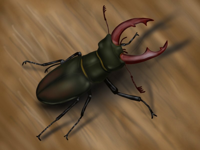 800x600 learn how to draw a stag beetle - Stag Beetle Drawing