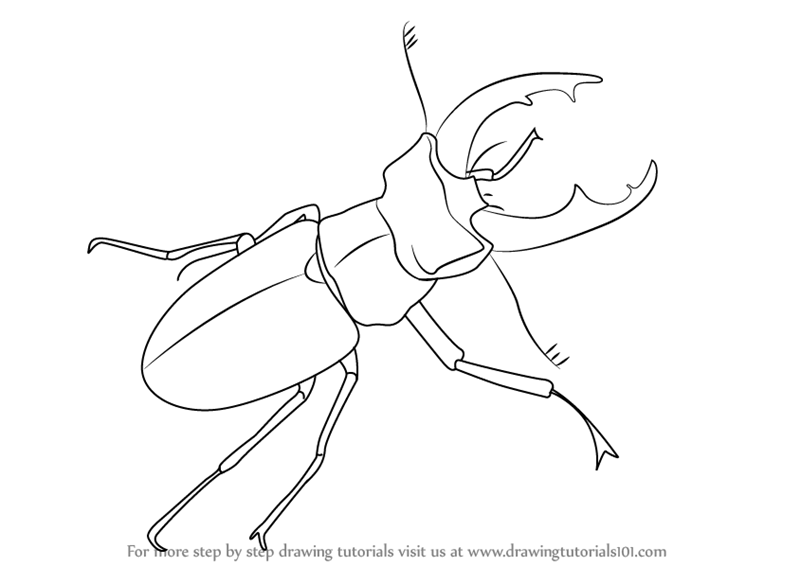 800x566 learn how to draw a stag beetle - Stag Beetle Drawing