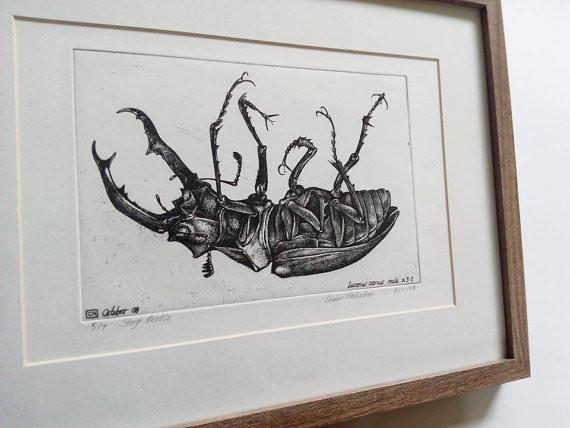 570x428 original etching - Stag Beetle Drawing