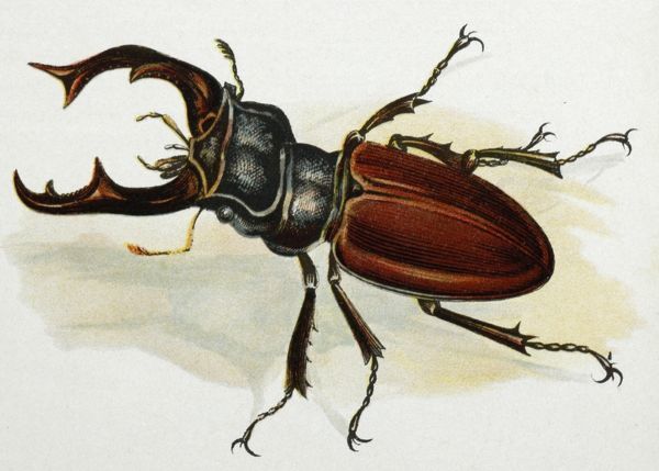 600x429 prints of drawing stag beetle, male, old artwork - Stag Beetle Drawing