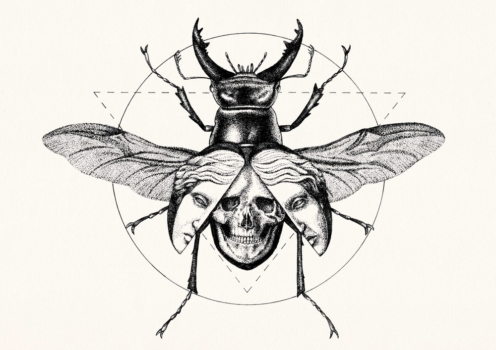 1000x707 siren stag beetle peter carrington illustration - Stag Beetle Draw...