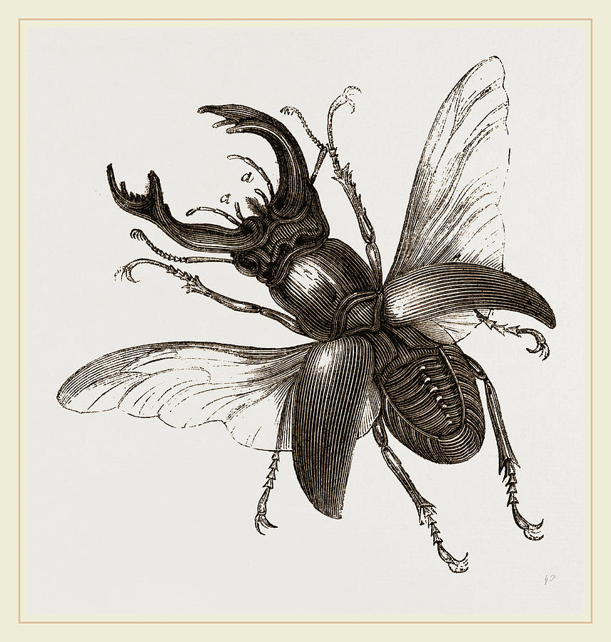 856x900 stag beetle, beetle in the family lucanidae drawing - Stag Beetle Drawing