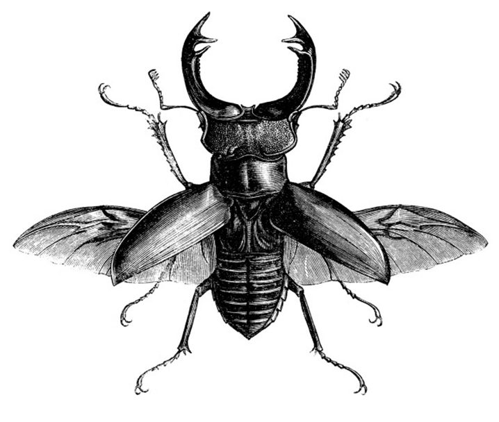 718x608 stag beetle kunst ide in beetle tattoo, insect tattoo - Stag Beetle Drawing