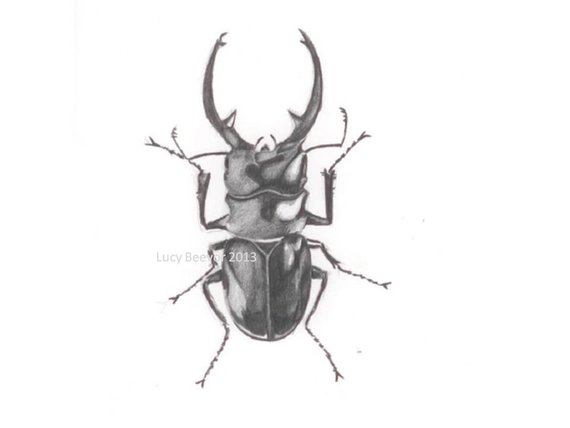 570x428 stag beetle pencil drawing etsy - Stag Beetle Drawing