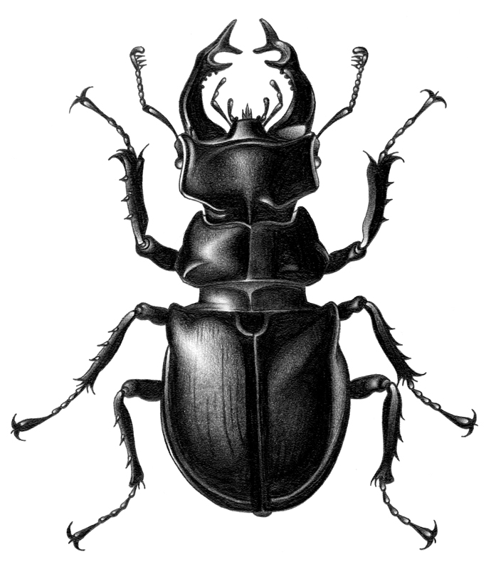 Beetle Drawing Stag. 