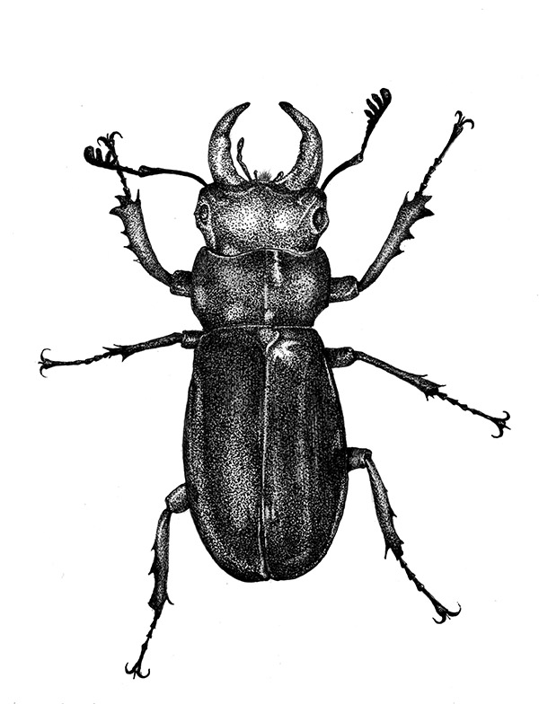 600x784 stag beetle ink drawing process awdesigns - Stag Beetle Drawing